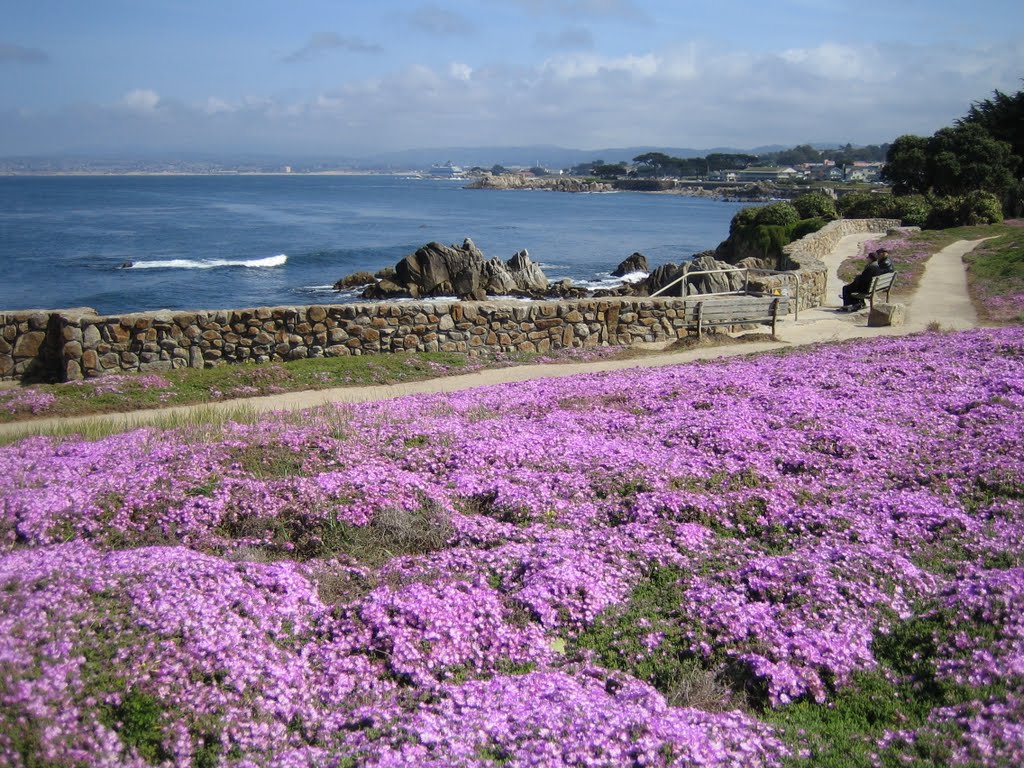 Pink coast Monterey by H. Lisbeth