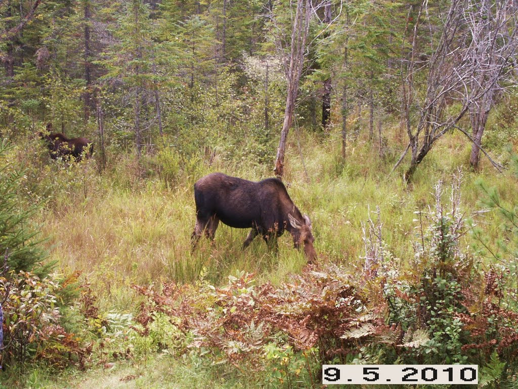 Cow with 2 calves, cache lake algonquin park by robxlori