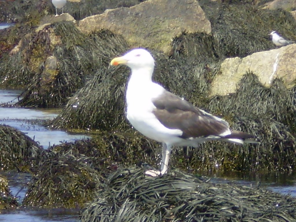 Block Island gull by David Parenteau