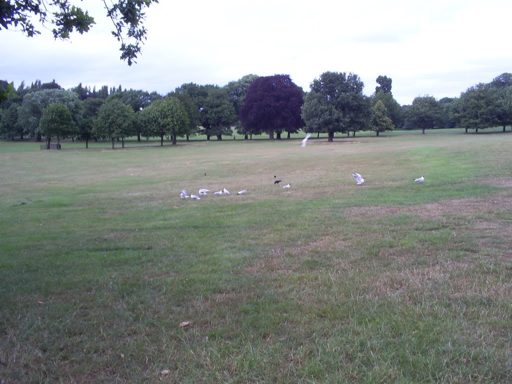 Wollaton park, Nottingham by bisoh