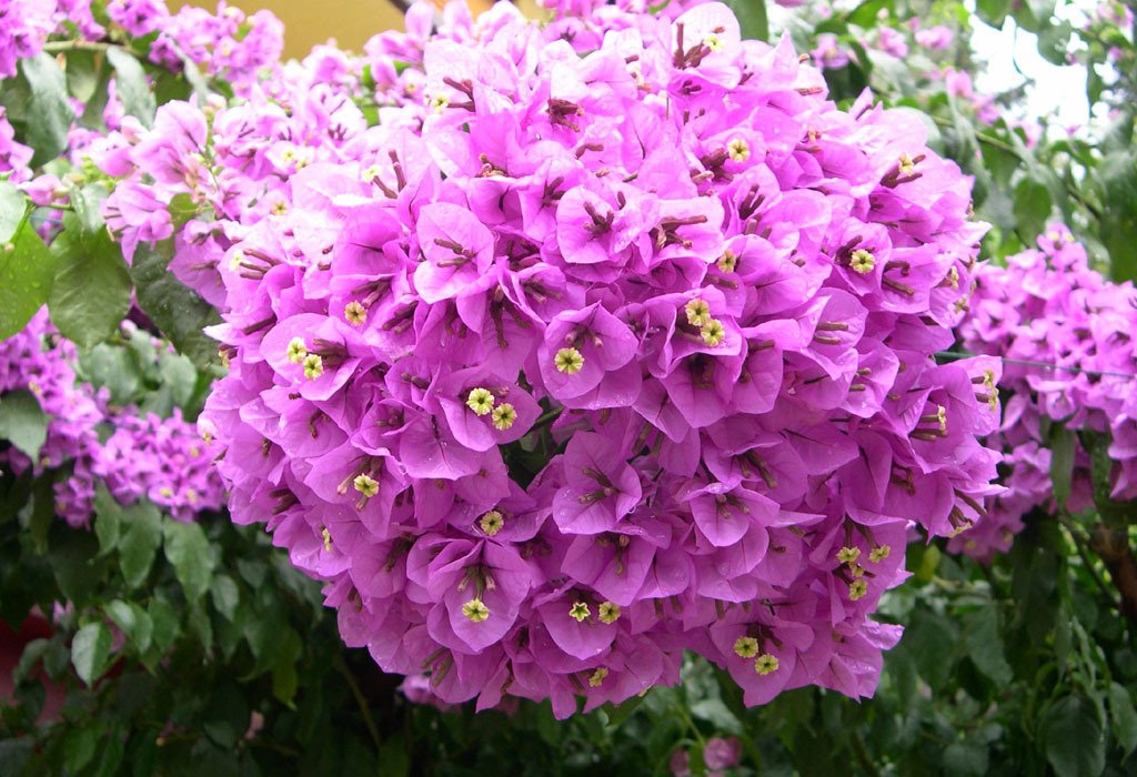 Bougainvillea - Lago di Garda by ©Luigi Petrazzoli