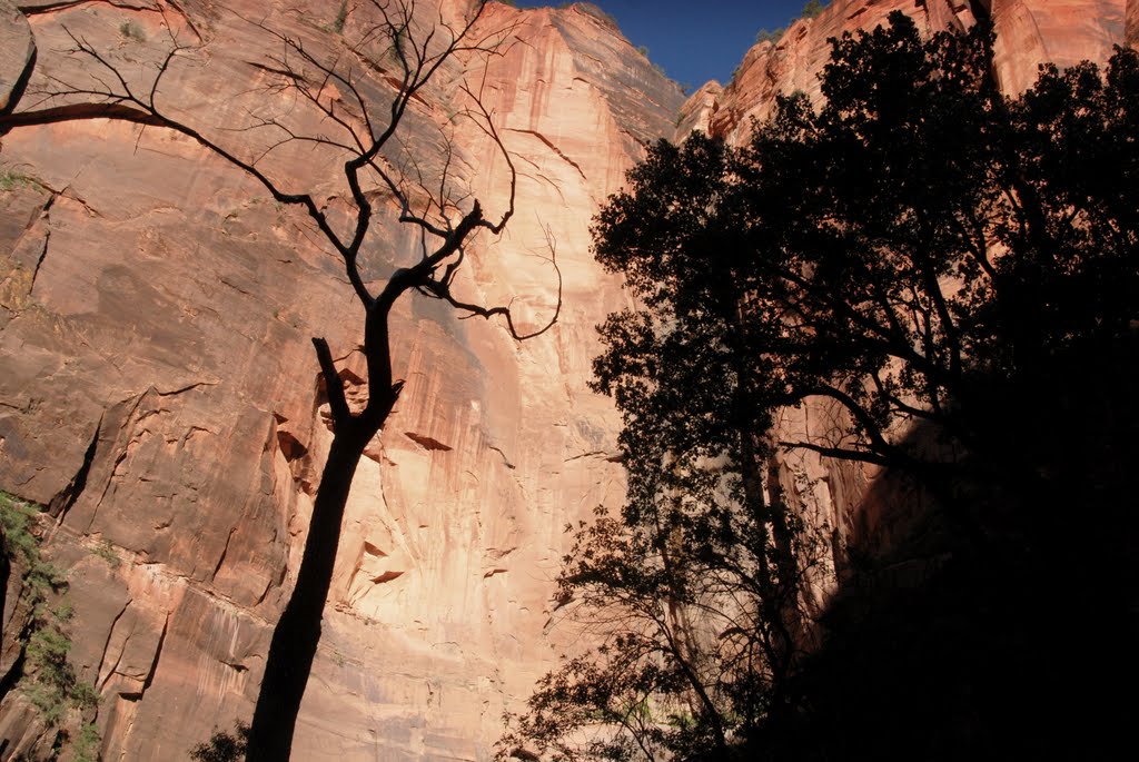 Tree Silhouette on Canyon Walls, Zion National Park, Utah by Damon Tighe