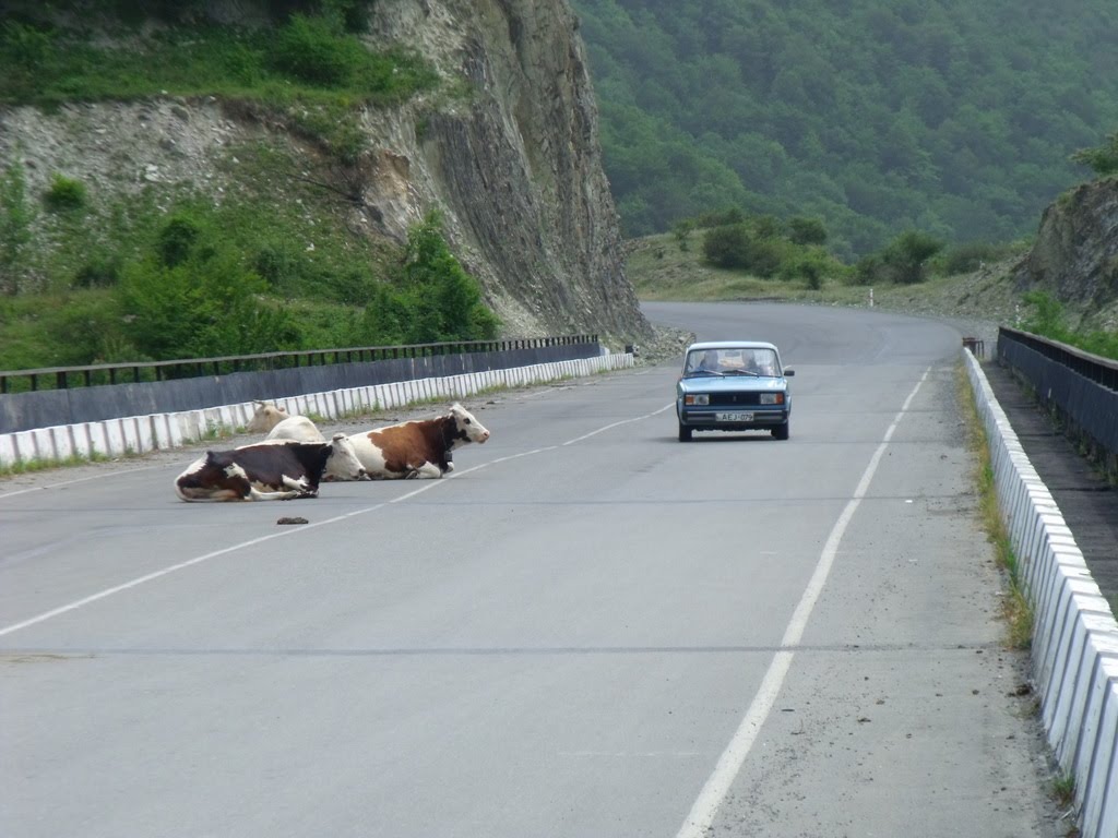 Suicide cows on the bridge by pite