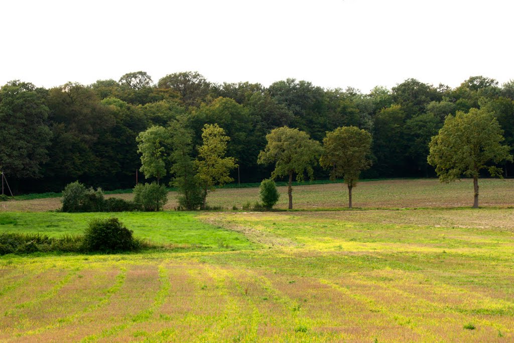 Feld am Buchenberg by Montelukast