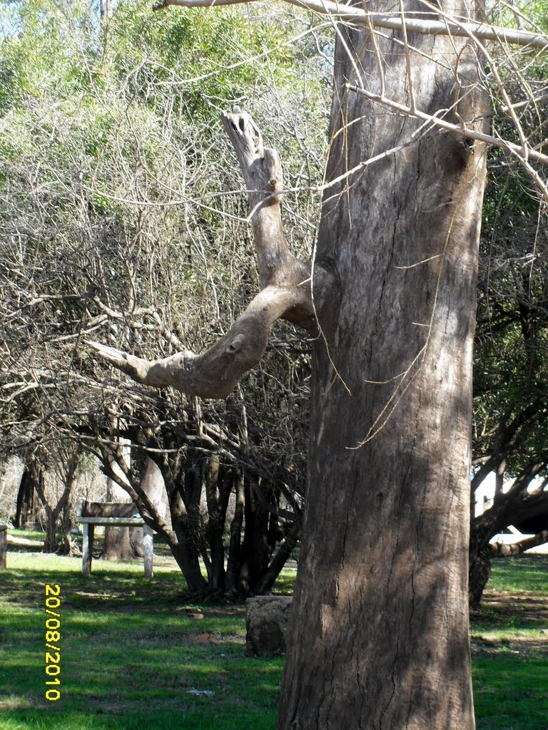 Arbol con cornamenta by Ernesto Florio