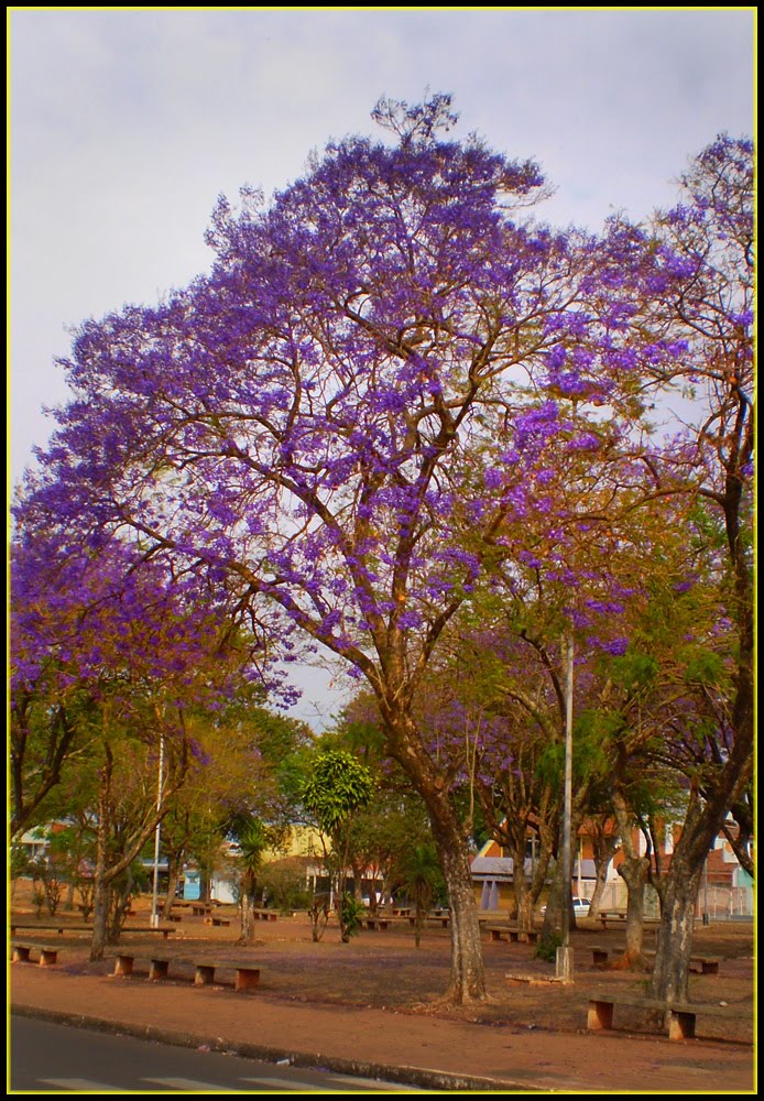 Jacarandá - Praça João Abrão. by BUI*IBITINGA*