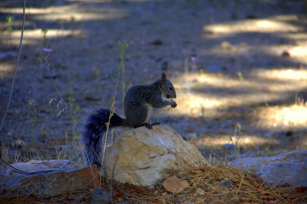 Squirrel in Big Bear Lake, CA by alek solo