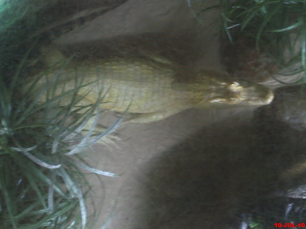 Jacaré albino(Caiman crocodilus yacare), únicos jacarés albinos em exposição na América do Sul by MARCO AURÉLIO ESPARZ…