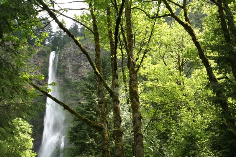 Multnomah Falls by www.scenicphotograph…