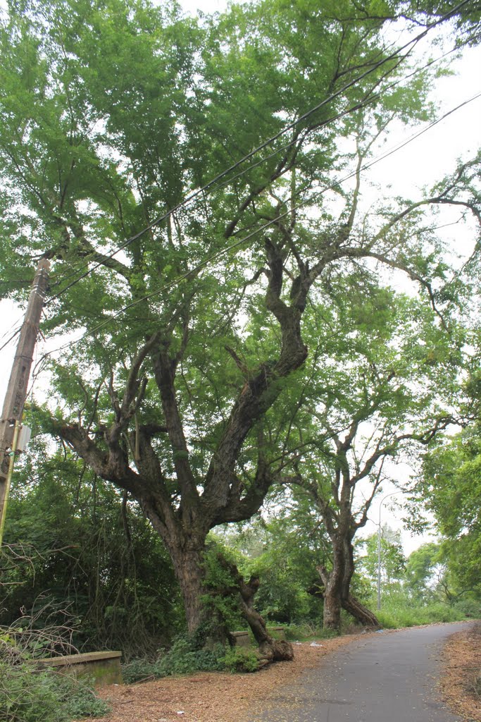 Cây duối cổ thụ by Tuấn CaNon