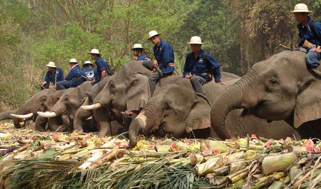 Maesa Elephant Camp / メーサ・エレファント・キャンプ（象の飼育・訓練所） / ปางช้างแม่สา by itagaki