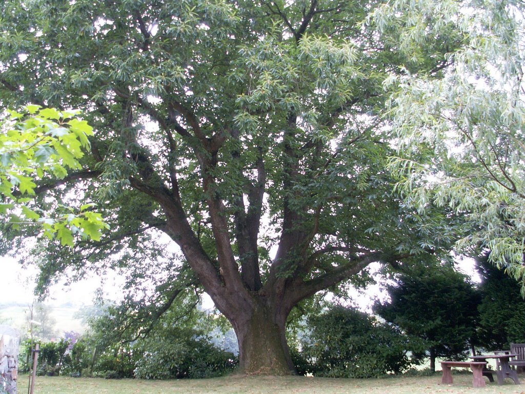 Stowford, Devon - the massive sweet chestnut tree at Hayne Barton by Adrian Allain