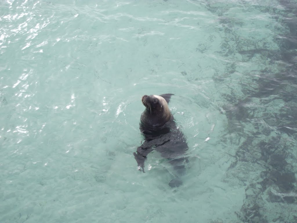 Samy the seal by David Newton, Austra…