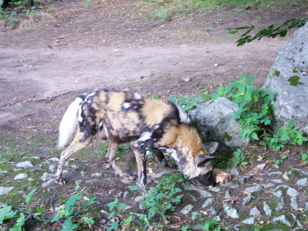 Afrikanischer Wildhund by Peggy Honscha