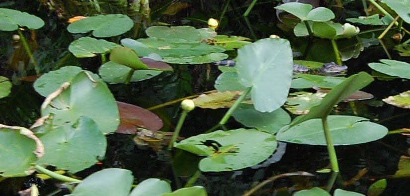 BABY ALLIGATOR EVERGLADES [zoom in ] o=k by Olive Kirk