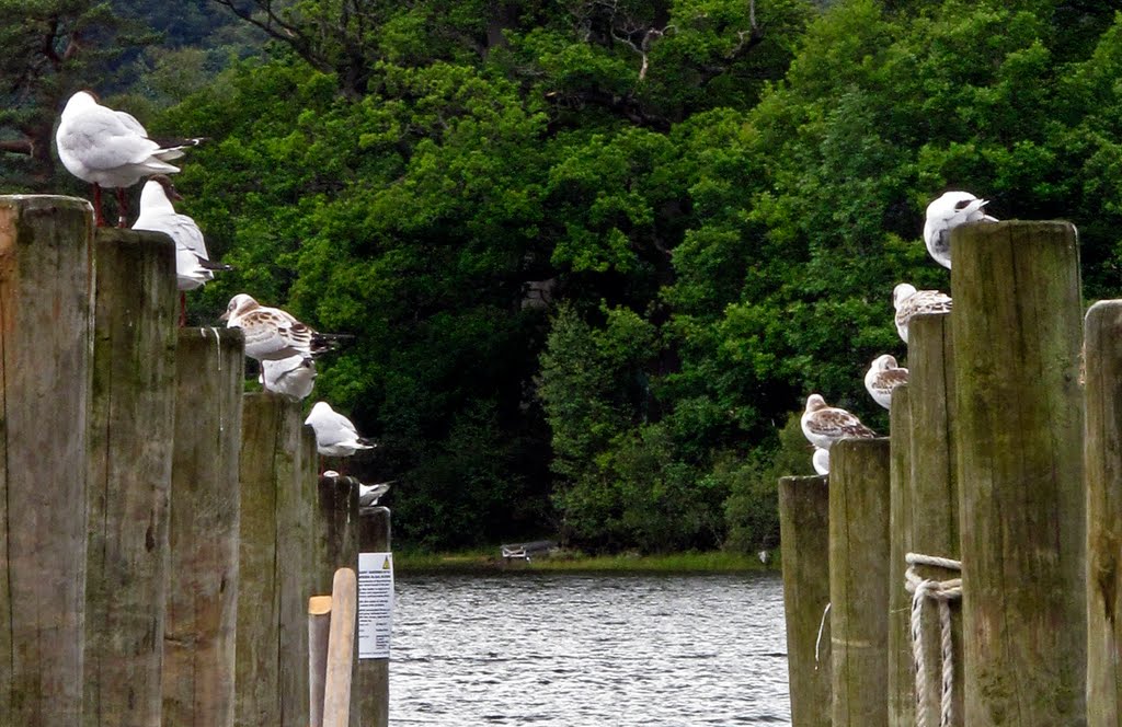 Wait here. Landing stage, Derwentwater, Keswick. by brian01