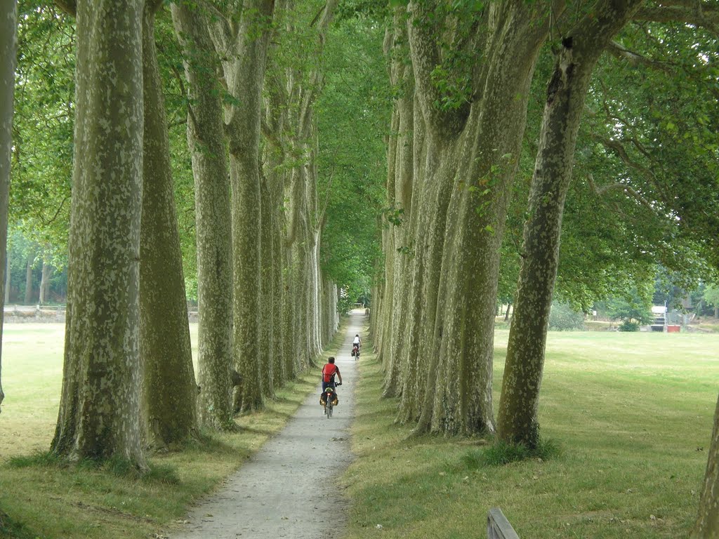 Seuil de Naurouze. Allée des Platanes. by sospe.pss