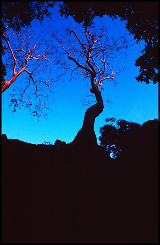 Ta Prohm at dusk (Angkor) by Philippe Buffard