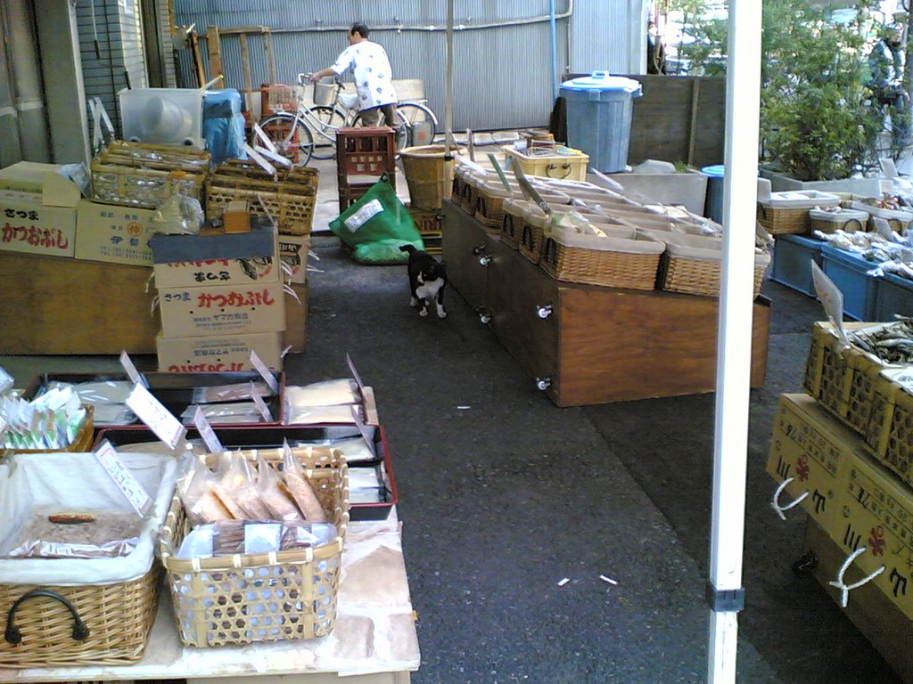 Cat of Tsukiji Fish Market by sadaham