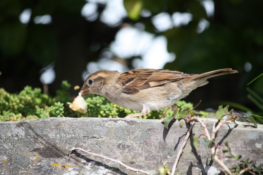 Sparrow at Tintagel by Keith Bamford