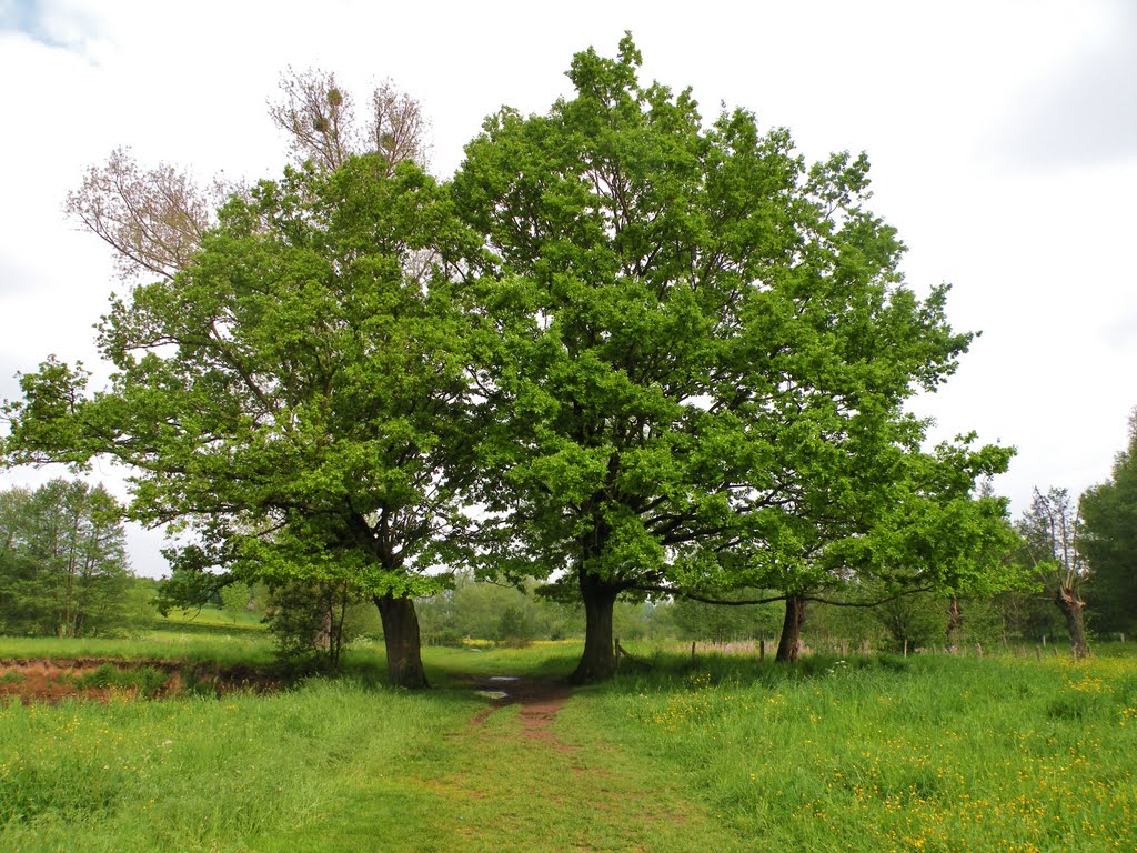 Camerig, 3 bomen bij De Geul (© wfmw) by © wfmw