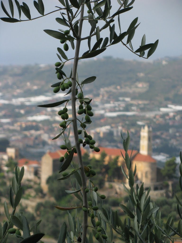 Castellaro olive branch by Pembroke Spanjo