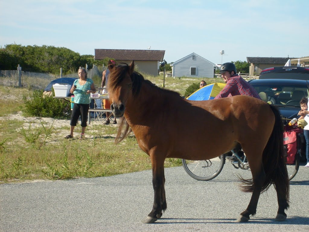 Assateague State Park by Romulo Gramajo