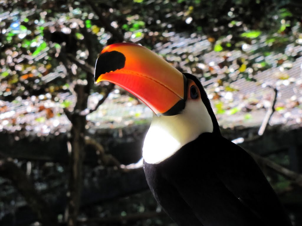 Tucano - Parque das Aves - Foz do Iguaçu, PR, Brasil. by André Bonacin