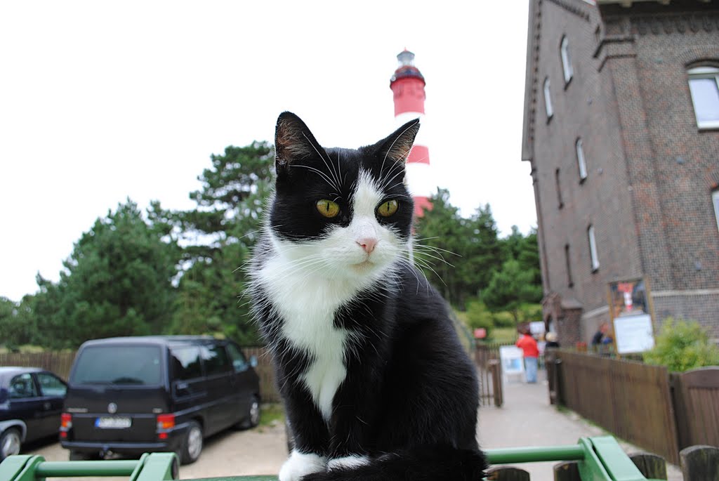 Katze vorm Turm by Floyd Pepper