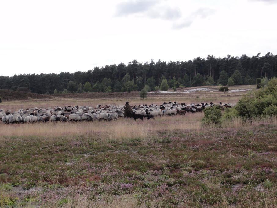 Heidschnucken bei Egestorf by Gerd Uhland