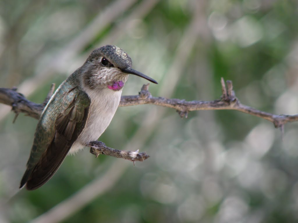 Black Chinned Hummingbird? by stevejr