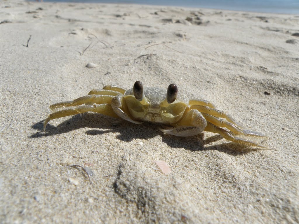 I feel crabby by stevejr