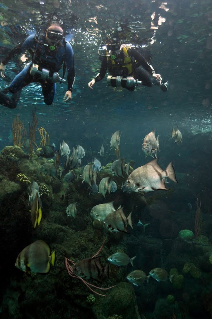 Swim with the Fishes at The Florida Aquarium by twagner13