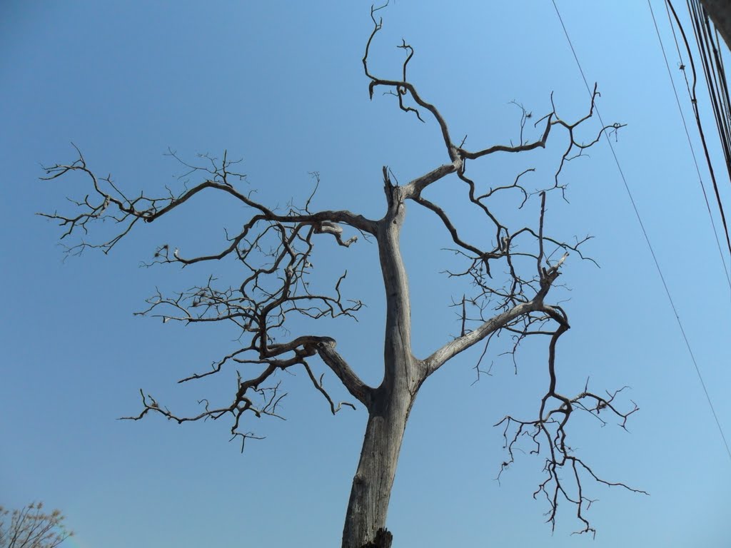 Árvore seca - Dry tree by C. F. Tolentino Jr.