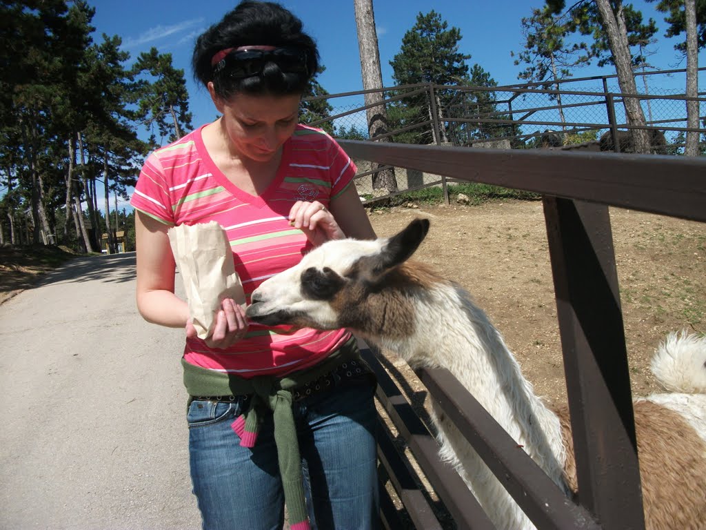 Llama want nom nom by Lil' Dash