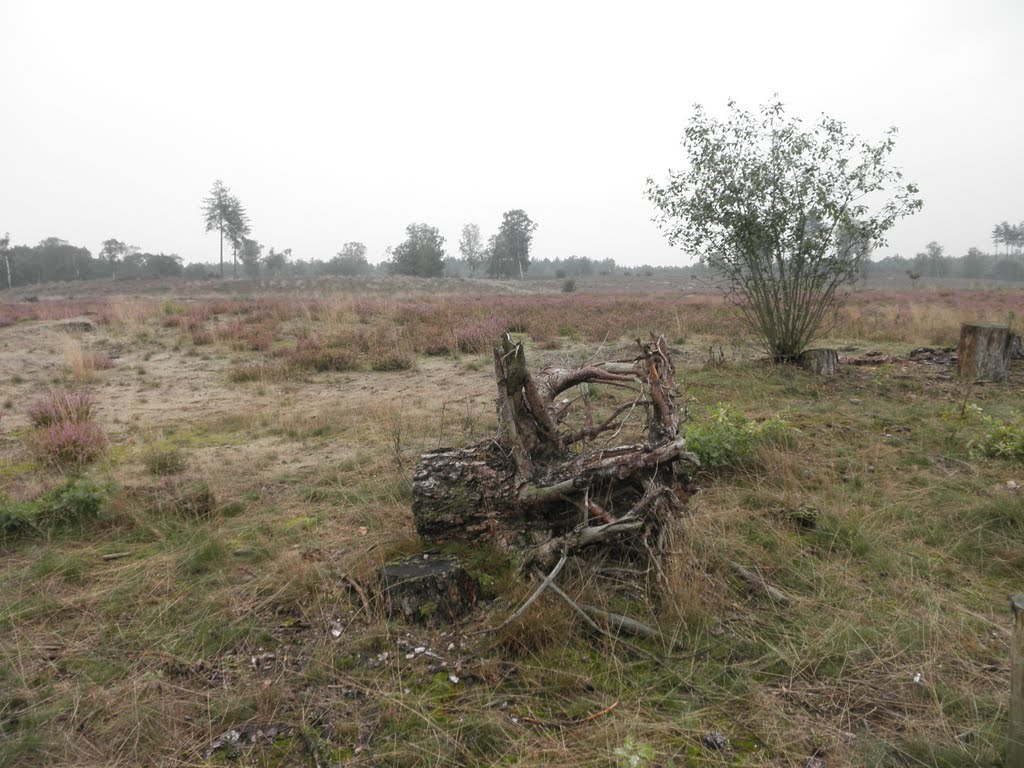 Nieuwe heide tussen de boomstronken..... by Mart61