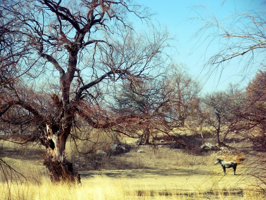 Caballo Calchaqui by Antonio Moretti