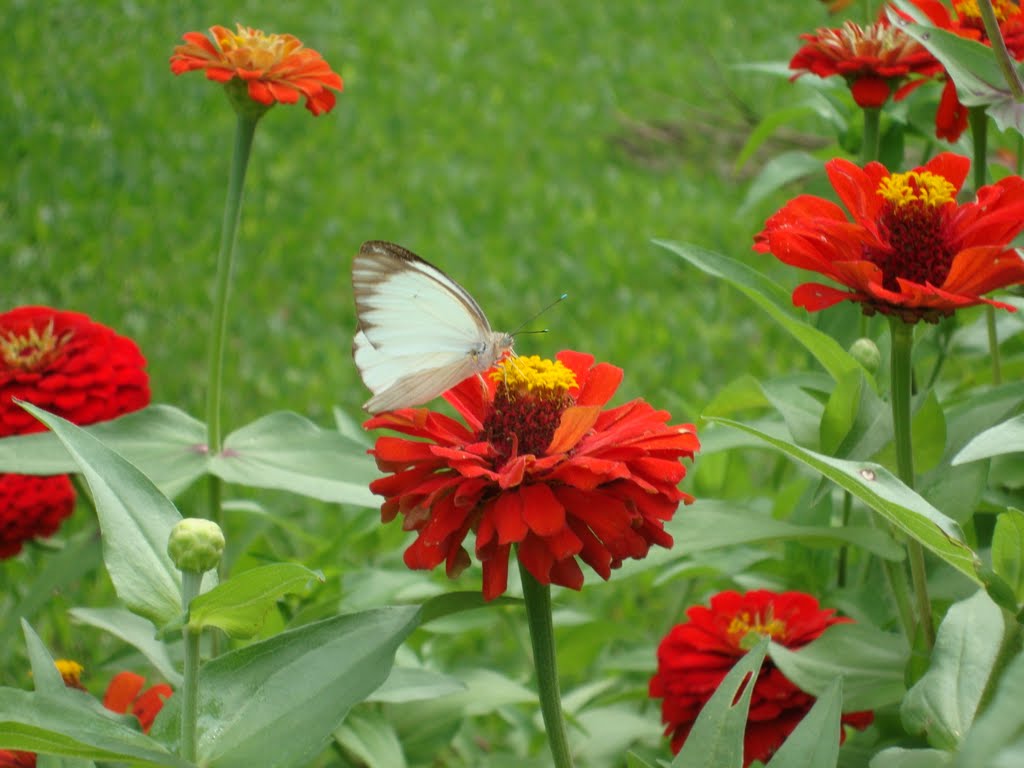 Borboleta e Flor by Cristina Costa Beber