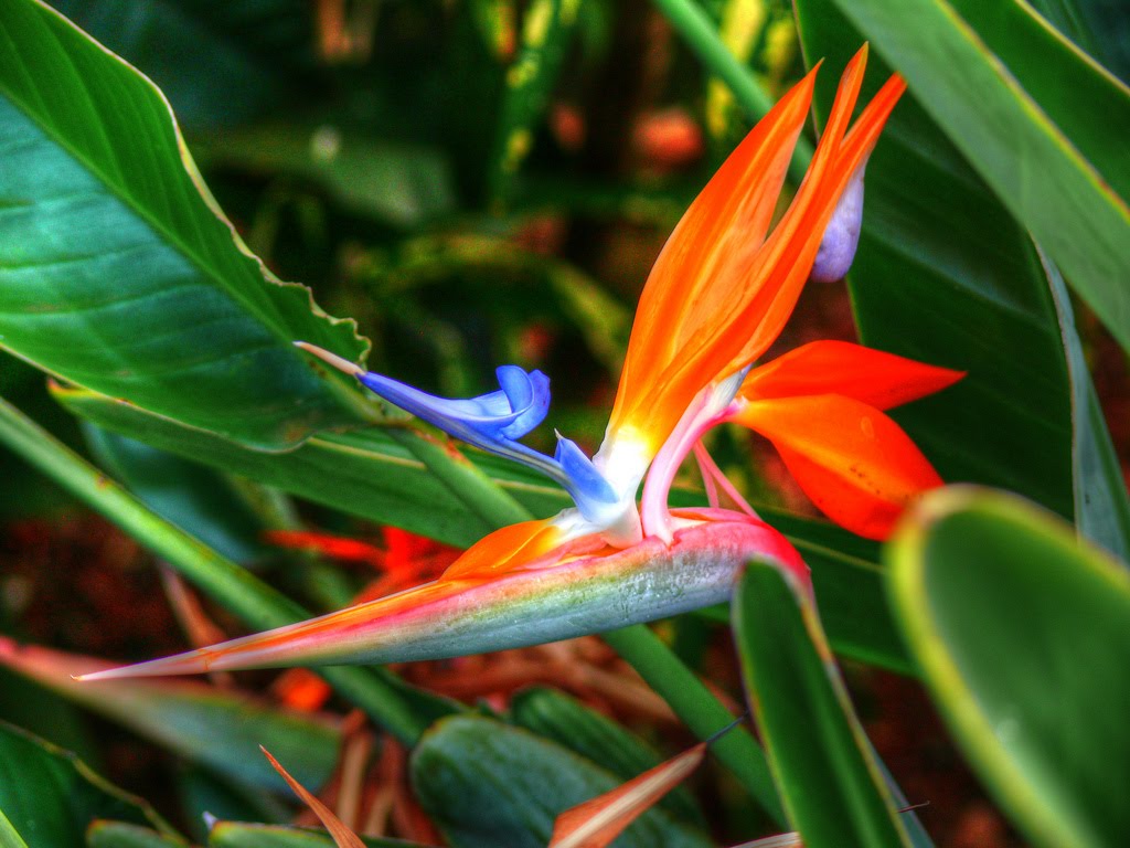 BIRD OF PARADISE, KAUAI COFFEE CO. by Thomas Poscharsky