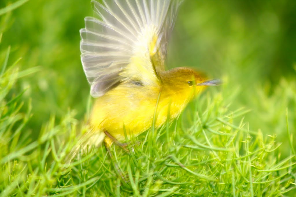 Pajaro en Santa Cruz by Marina Piersanti