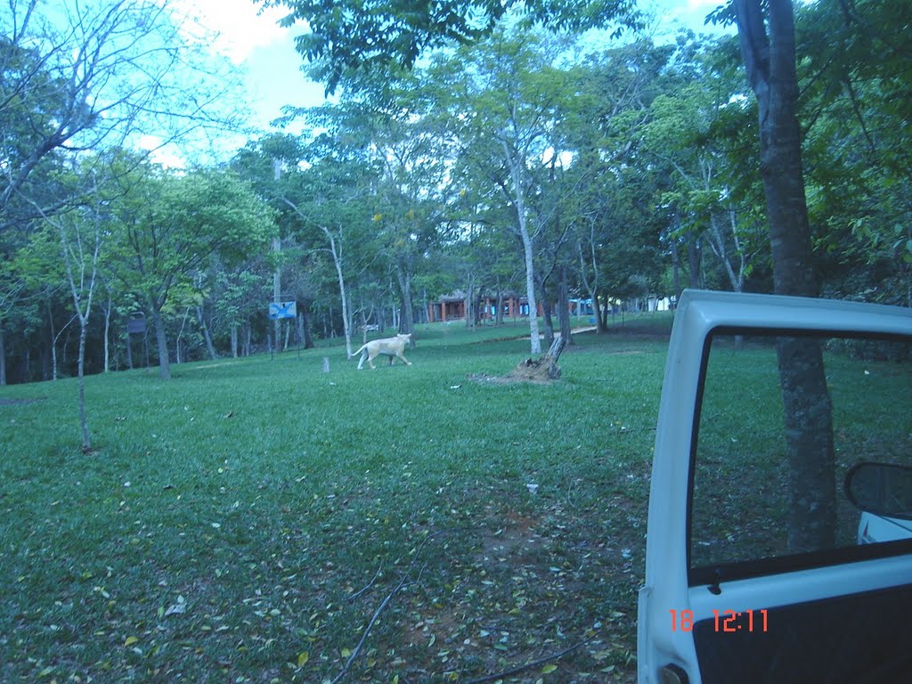 PARQUE FLORESTAL DO RIO DOCE by Renaldo Vilela