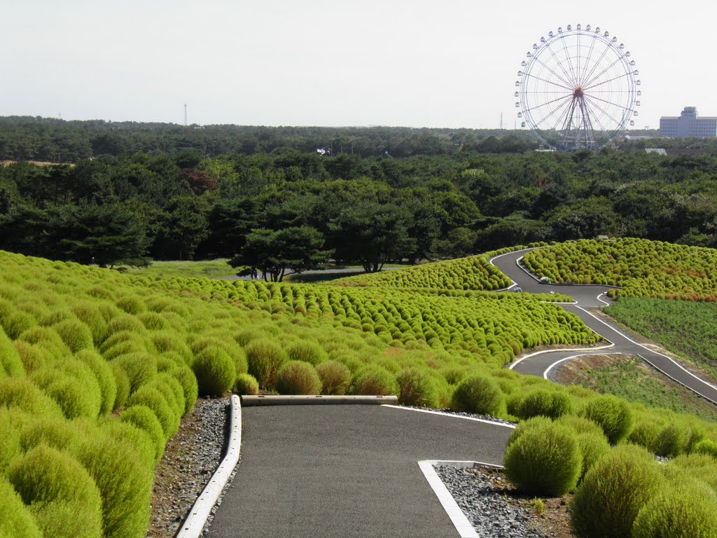 国営ひたち海浜公園/コキア/KOKIA/IBARAKI JAPAN by moechan