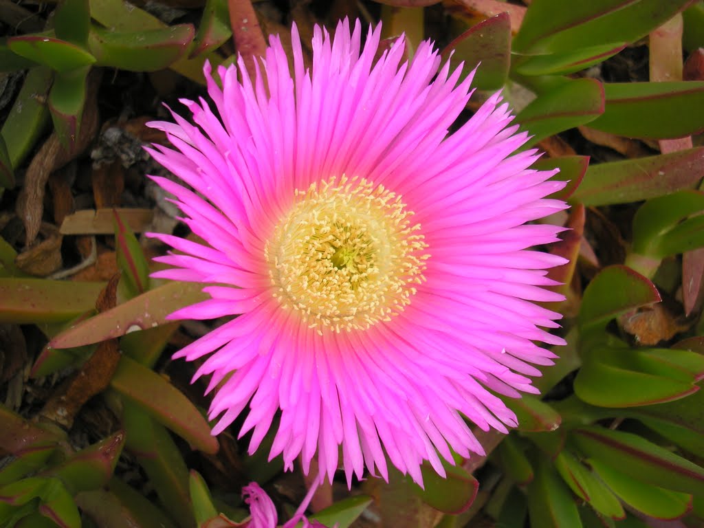 Flor en la playa. by Marco Decimo