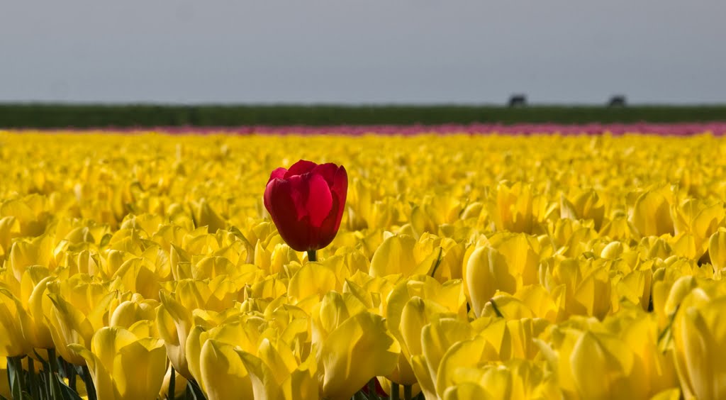 Tulpen, Zeeland by fotoa3