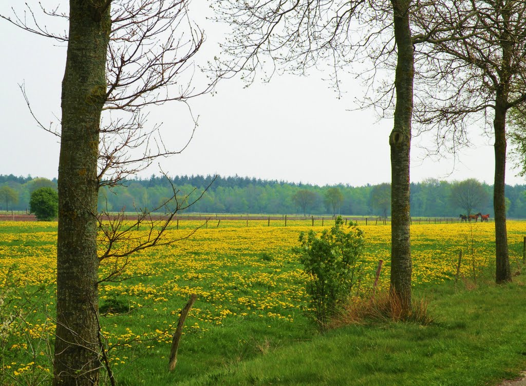 Paardenweide (© wfmw) by © wfmw