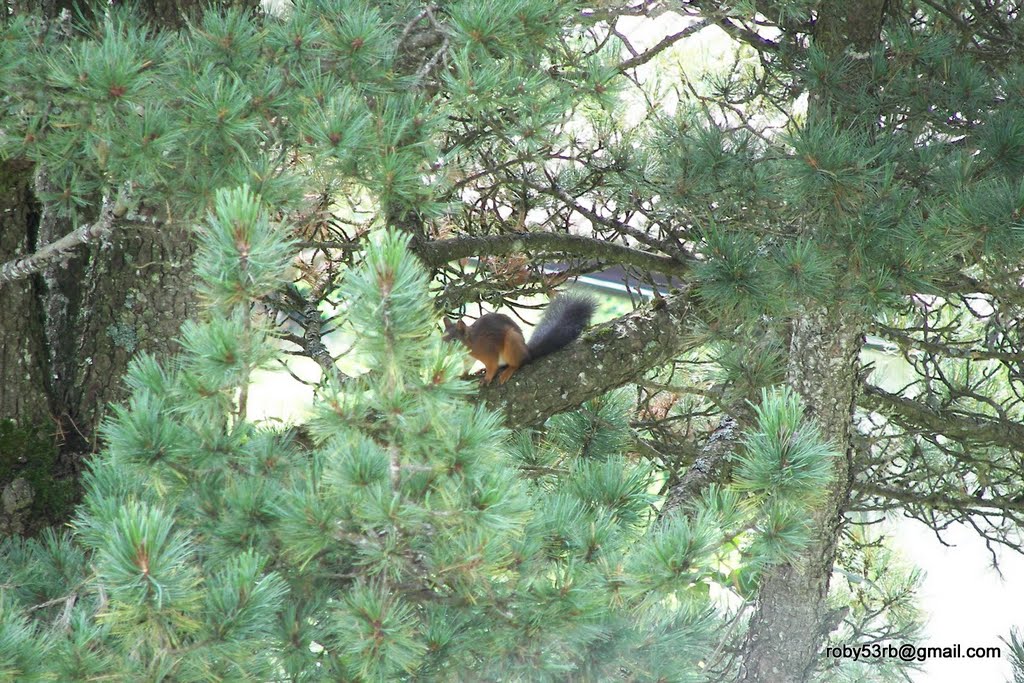 Squirrel by RobertoBeria