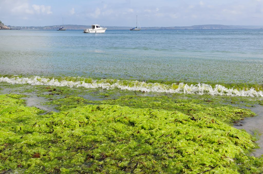 Green beach by BritPlom