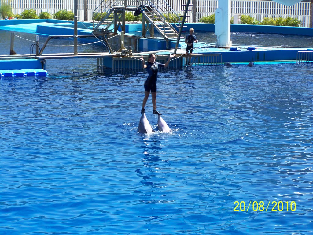 DELFINAR la OCEANOGRAFIC VALENCIA 4 by yasi07