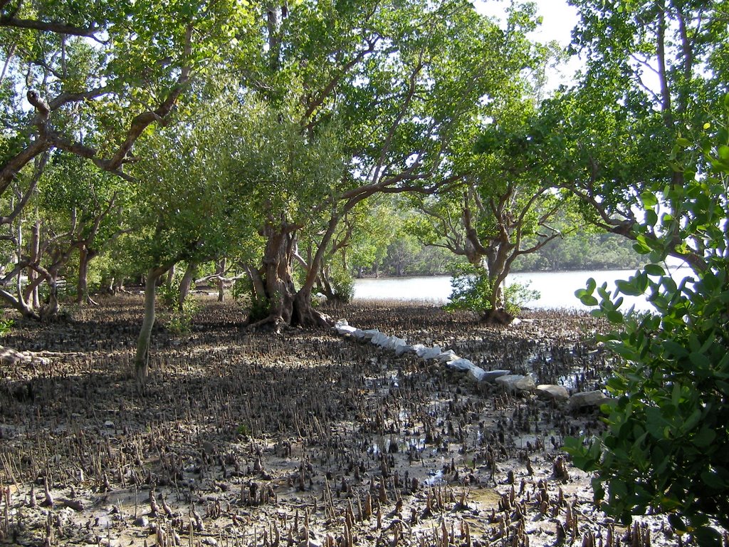 Mangroves by Kati from Romblon