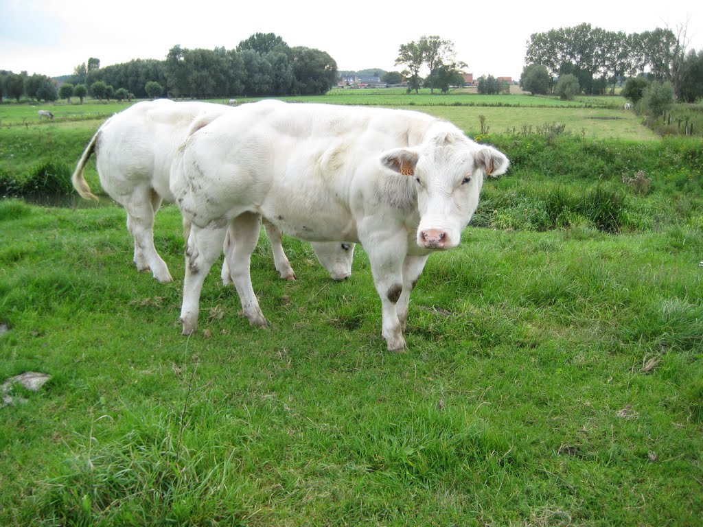 Koeien op de denderdijk by Tribout JP